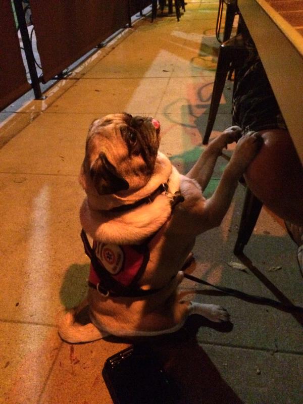 /images/uploads/pug nation rescue of los angeles/pugnation2020/entries/11314thumb.jpg